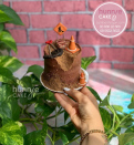 Bánh sinh nhật tặng người làm cần cẩu máy xúc
